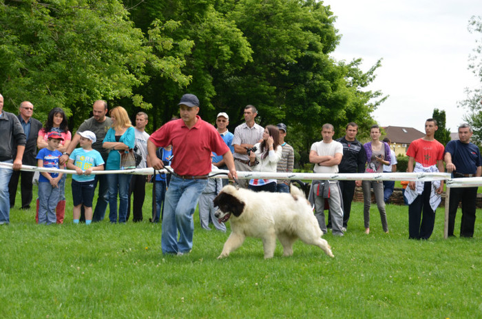 DSC_0004 - EXPOZITIE TARGOVISTE 20-05-2012