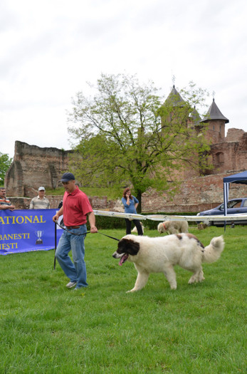 DSC_0010 - EXPOZITIE TARGOVISTE 20-05-2012