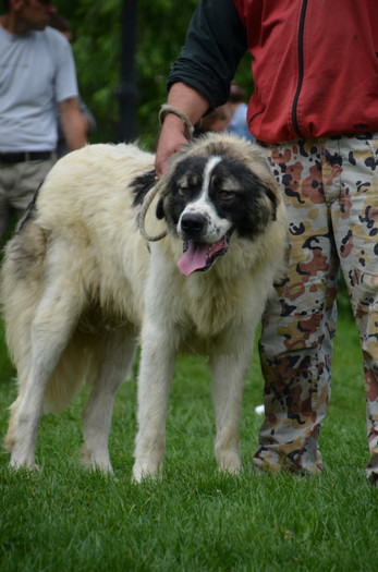 DSC_0013 - EXPOZITIE TARGOVISTE 20-05-2012