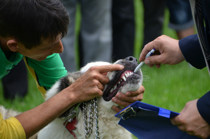 DSC_0024 - EXPOZITIE TARGOVISTE 20-05-2012