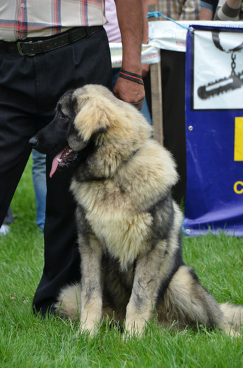 DSC_0029 - EXPOZITIE TARGOVISTE 20-05-2012