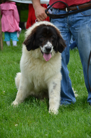 DSC_0038 - EXPOZITIE TARGOVISTE 20-05-2012