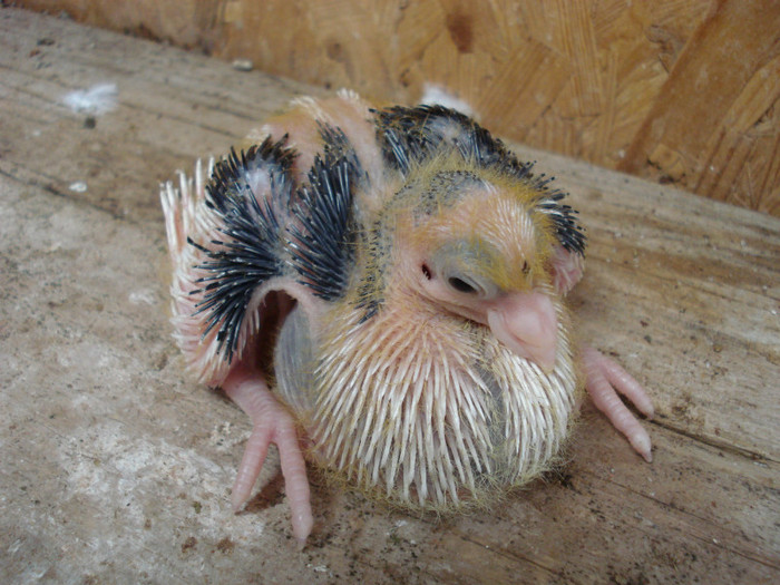 noua generatie 2012; noua generatie 2012
