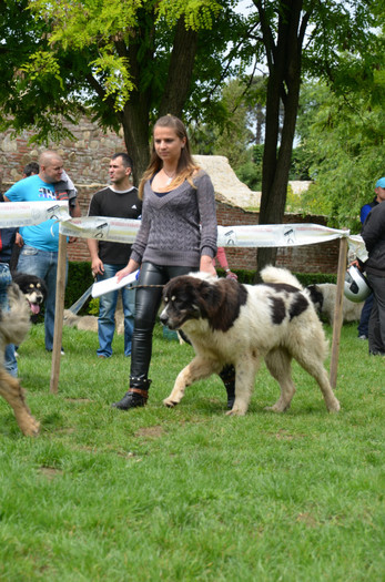 DSC_0244 - EXPOZITIE TARGOVISTE 20-05-2012