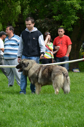 DSC_0264 - EXPOZITIE TARGOVISTE 20-05-2012