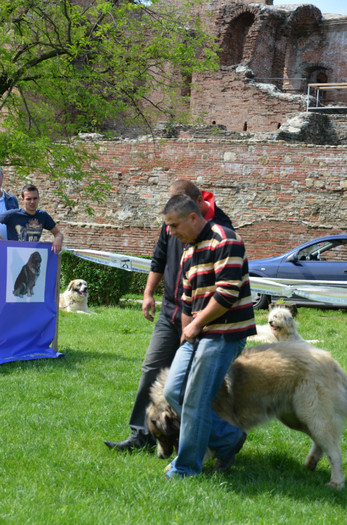 DSC_1124 - EXPOZITIE TARGOVISTE 20-05-2012