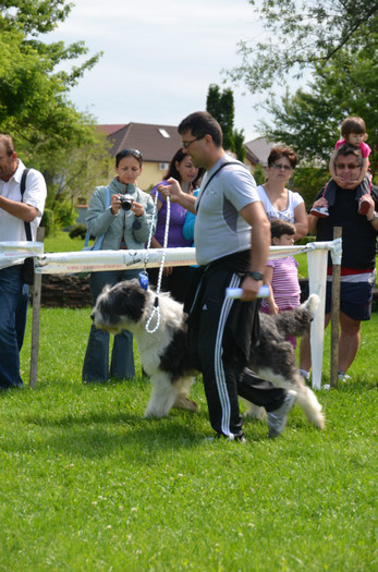 DSC_1128 - EXPOZITIE TARGOVISTE 20-05-2012