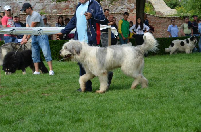 DSC_1134 - EXPOZITIE TARGOVISTE 20-05-2012