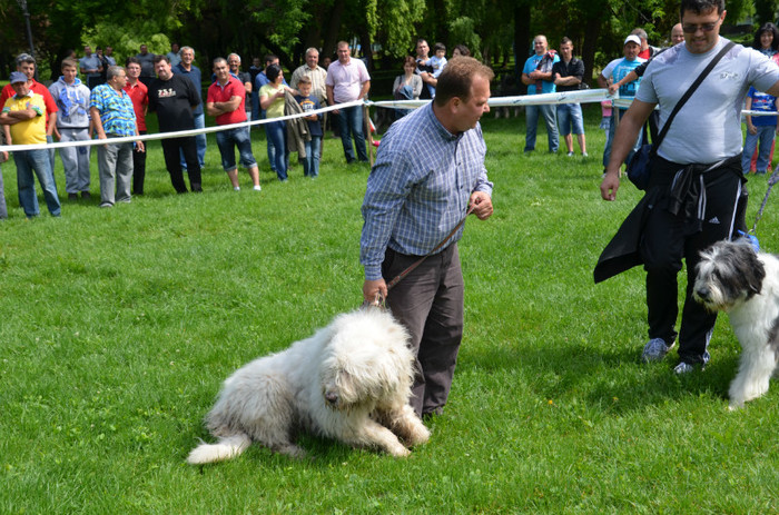 DSC_1150 - EXPOZITIE TARGOVISTE 20-05-2012