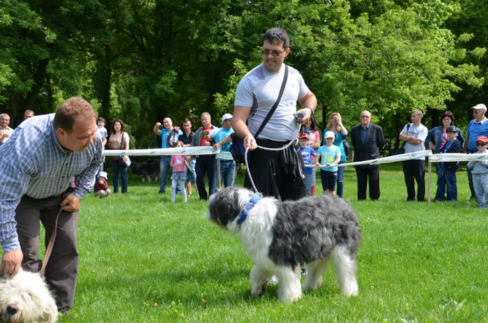 DSC_1151 - EXPOZITIE TARGOVISTE 20-05-2012