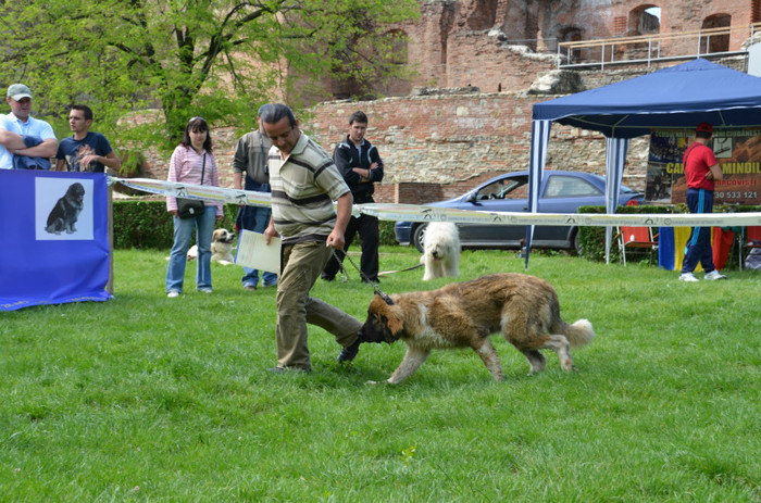 DSC_1154 - EXPOZITIE TARGOVISTE 20-05-2012