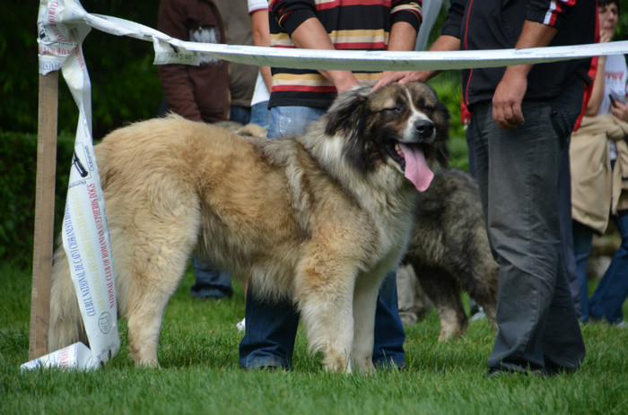 DSC_1155 - EXPOZITIE TARGOVISTE 20-05-2012