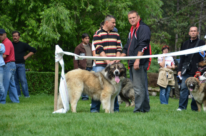 DSC_1156 - EXPOZITIE TARGOVISTE 20-05-2012