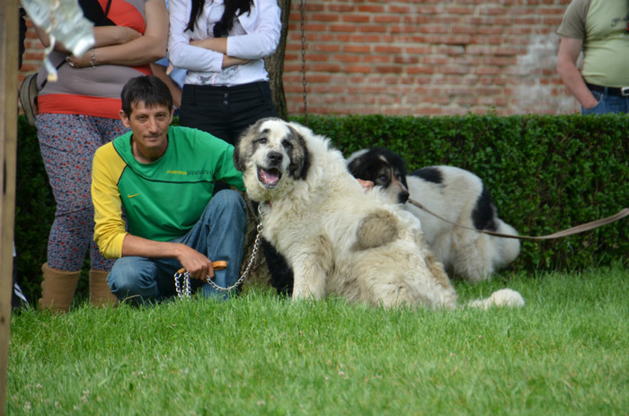 DSC_1157 - EXPOZITIE TARGOVISTE 20-05-2012