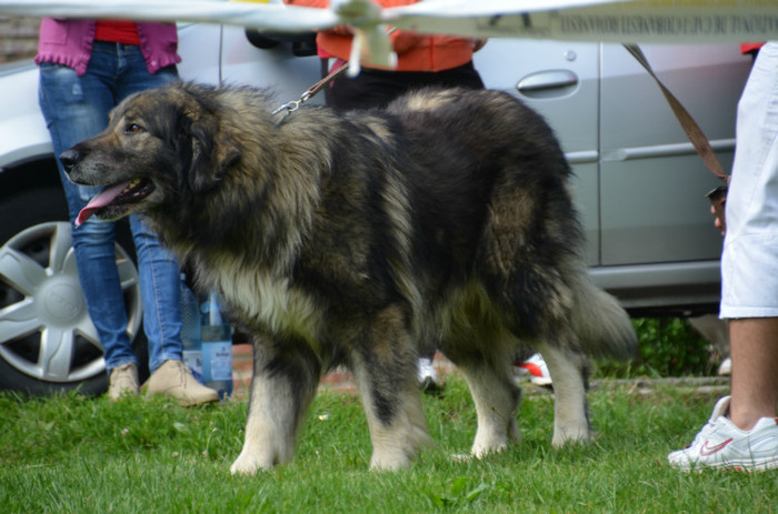 DSC_1158 - EXPOZITIE TARGOVISTE 20-05-2012