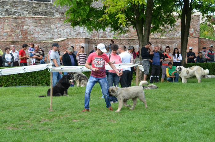 DSC_1173 - EXPOZITIE TARGOVISTE 20-05-2012