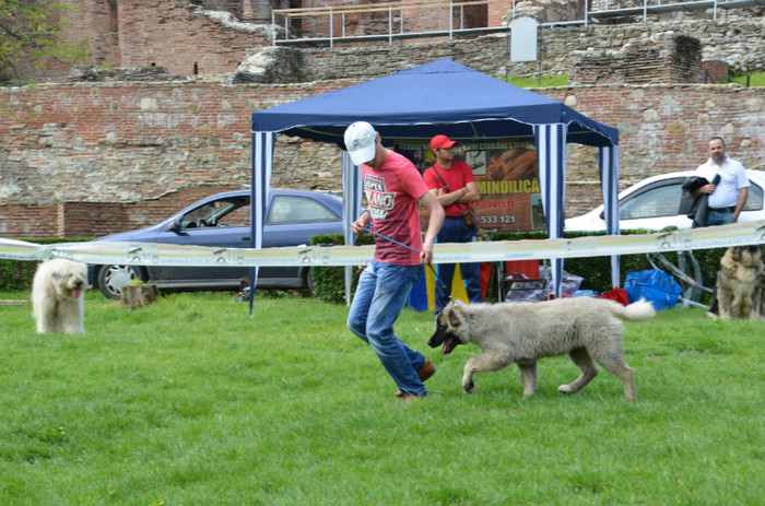 DSC_1174 - EXPOZITIE TARGOVISTE 20-05-2012