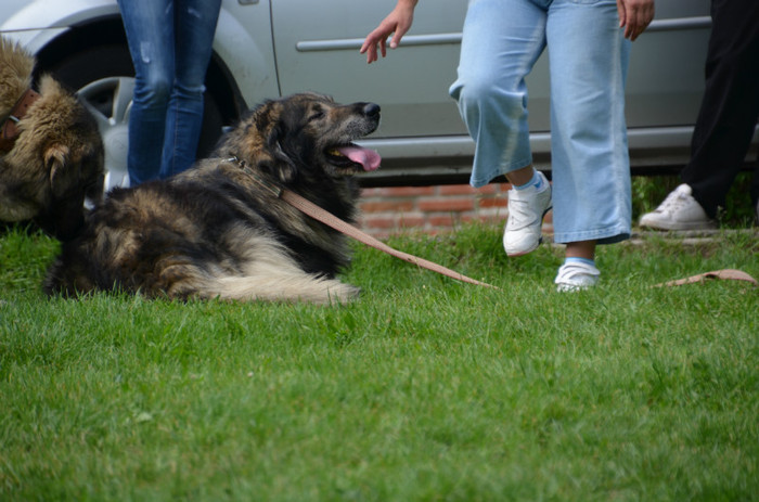 DSC_1178 - EXPOZITIE TARGOVISTE 20-05-2012