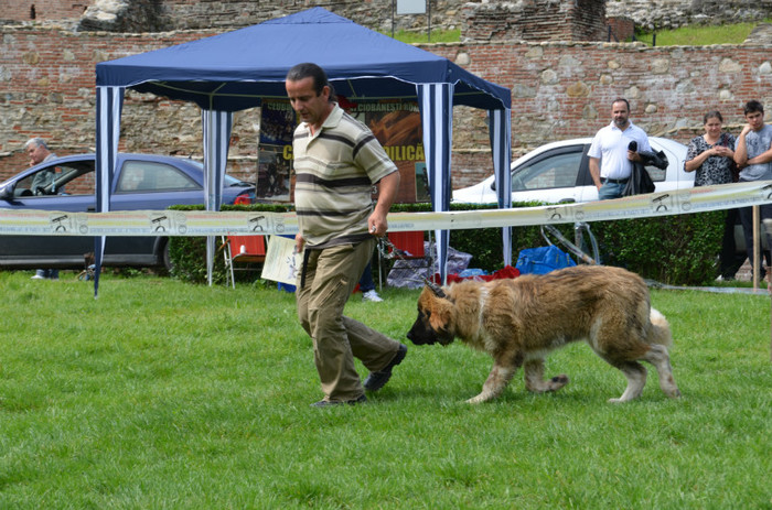 DSC_1180 - EXPOZITIE TARGOVISTE 20-05-2012