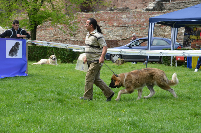 DSC_1181 - EXPOZITIE TARGOVISTE 20-05-2012
