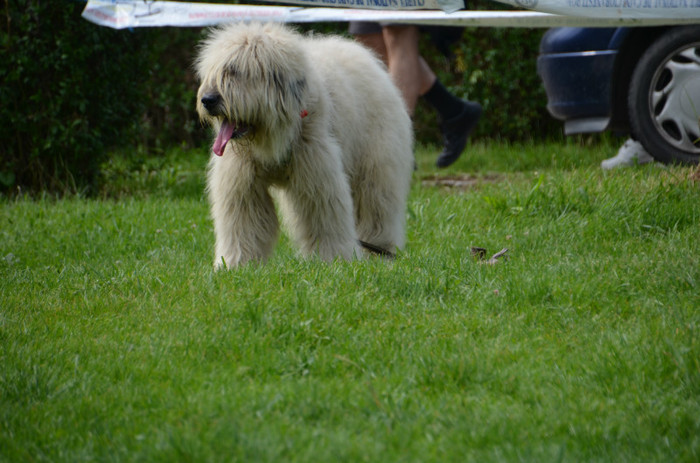 DSC_1182 - EXPOZITIE TARGOVISTE 20-05-2012