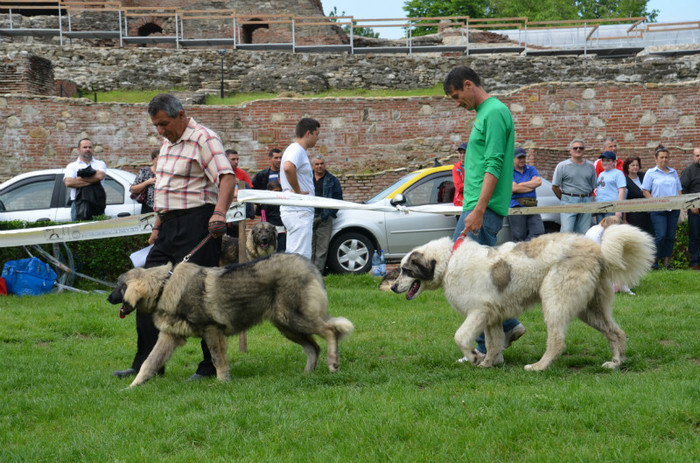 DSC_1204 - EXPOZITIE TARGOVISTE 20-05-2012