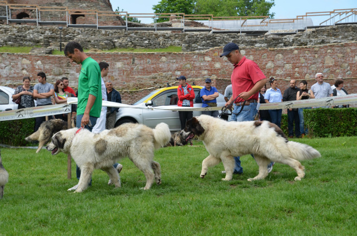 DSC_1205 - EXPOZITIE TARGOVISTE 20-05-2012