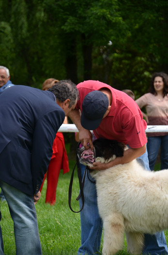 DSC_1240 - EXPOZITIE TARGOVISTE 20-05-2012