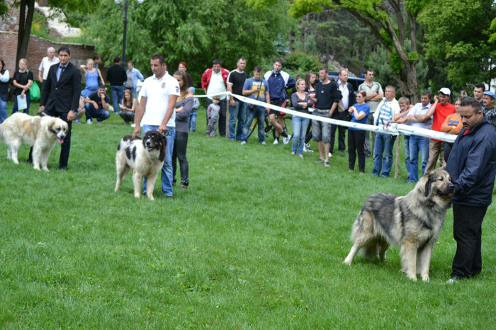 DSC_6393 - EXPOZITIE TARGOVISTE 20-05-2012