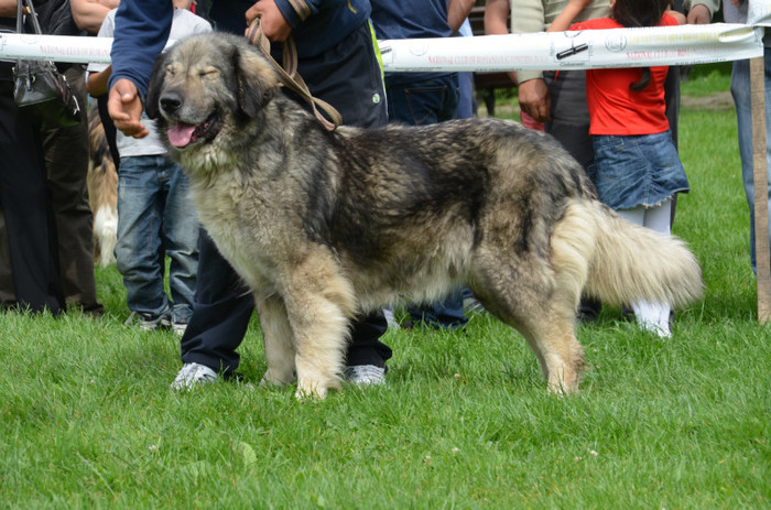 DSC_0214 - EXPOZITIE TARGOVISTE 20-05-2012