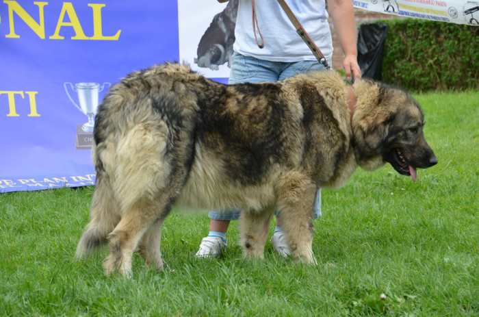 DSC_0426 - EXPOZITIE TARGOVISTE 20-05-2012