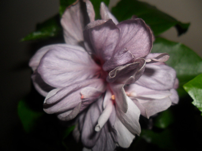 Blue Diamond - Hibiscus 2012-1