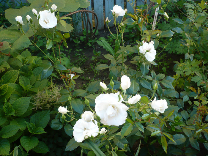 P1140027 - GRADINA 2012