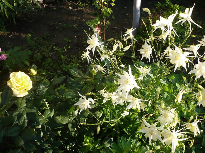 P1140033 - GRADINA 2012
