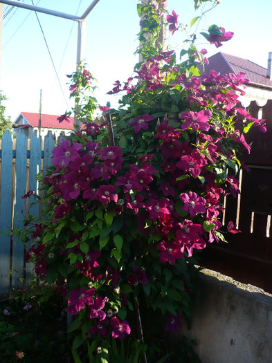 P1140043 - GRADINA 2012