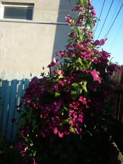 P1140044 - GRADINA 2012