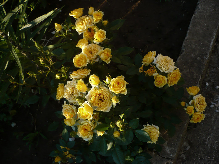 P1140052 - GRADINA 2012