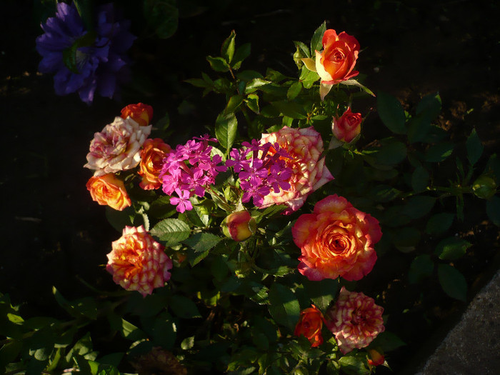 P1140053 - GRADINA 2012