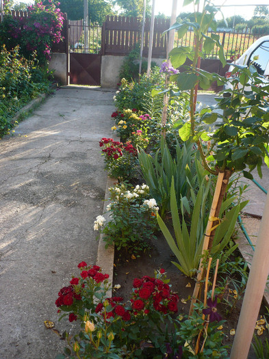 P1140057 - GRADINA 2012