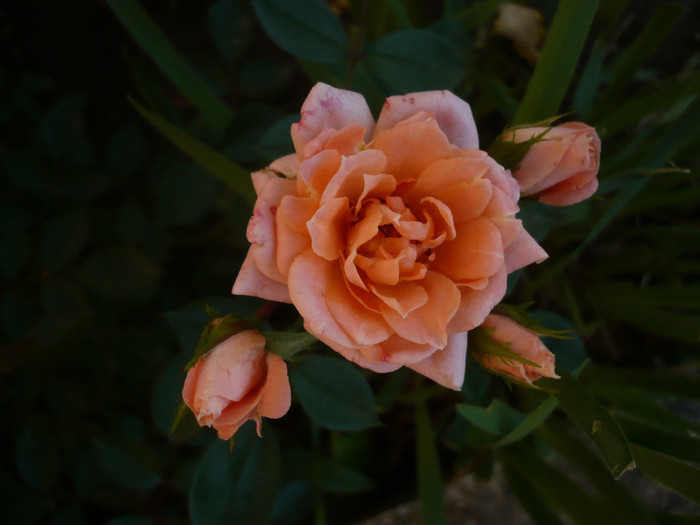 P1140058 - GRADINA 2012