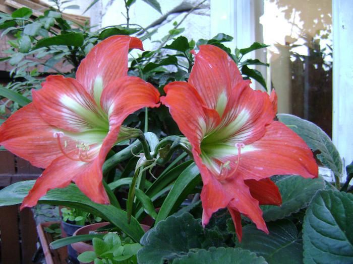 DSC08785 - amaryllis 2012