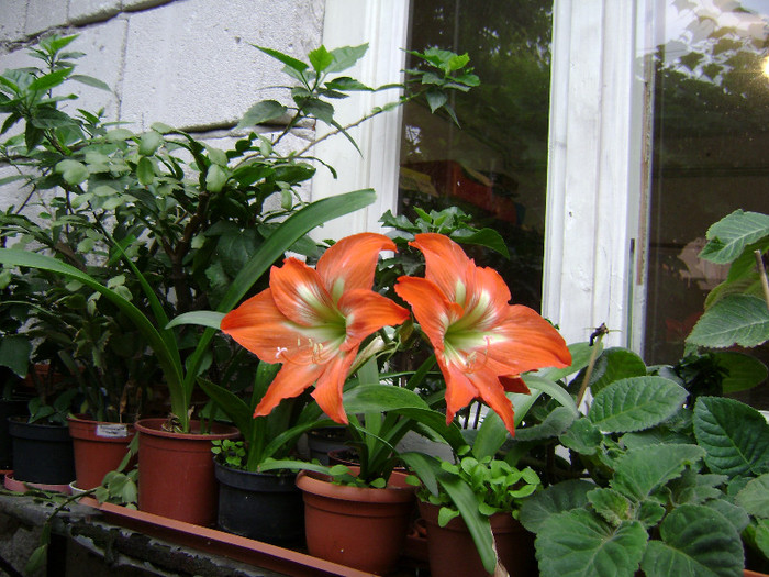 DSC08781 - amaryllis 2012