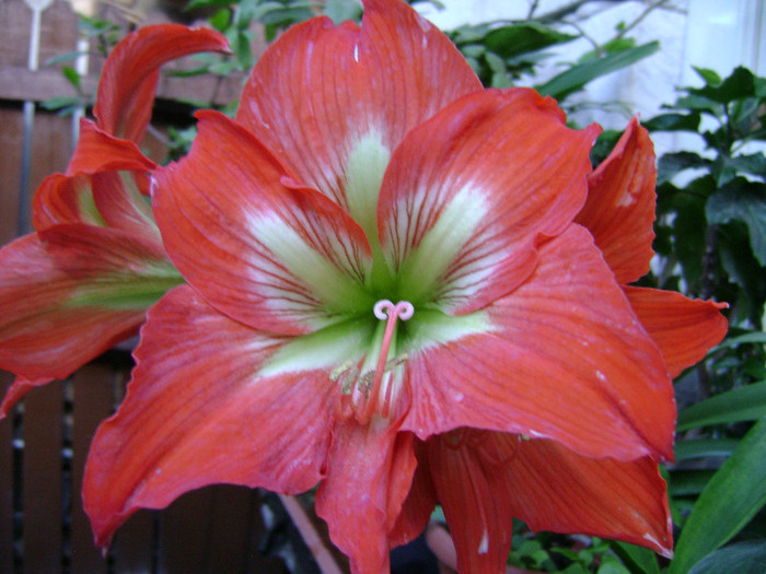 DSC08782 - amaryllis 2012