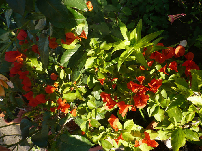 P1140039 - zzz-BOUGAINVILLEA-2012