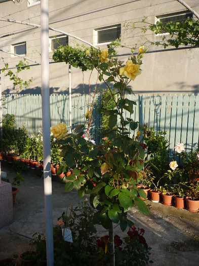 P1140073 - GRADINA 2012