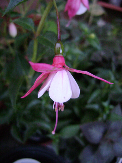 DSC08789 - Fuchsia