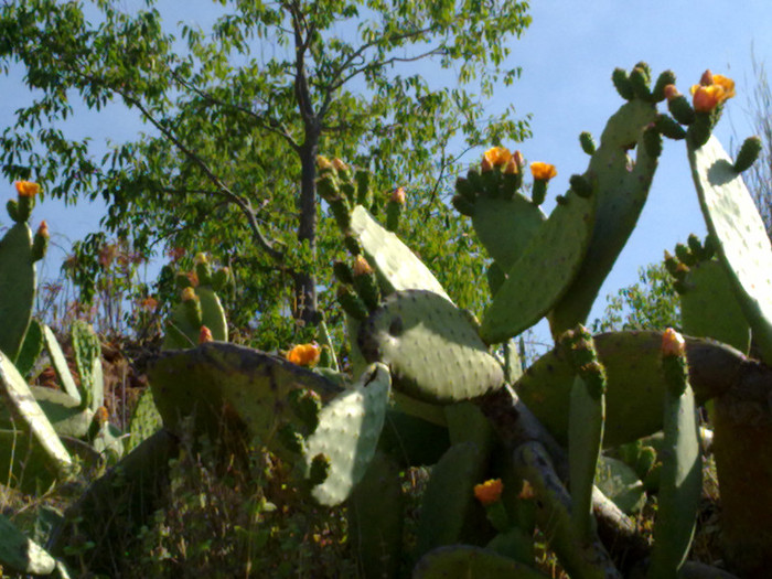 flori de cactus - natura si frumusetea ei