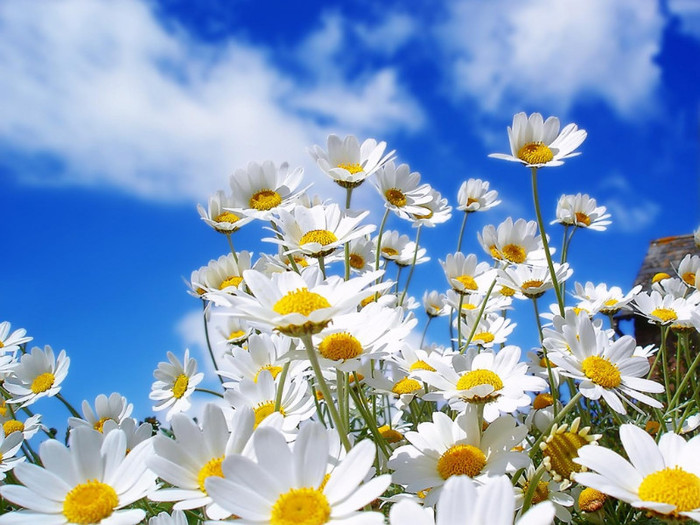 spring-daisy-wallpapers_8455_1024x768[1] - spring