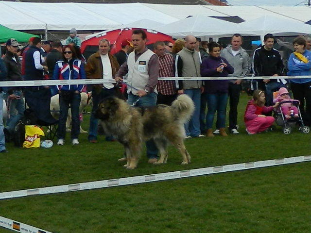 Picture 188 - EXPO SATU-MARE CACIB 22-04-2012