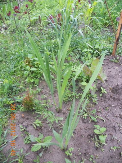 DSCN1213 - Gladiole 2012